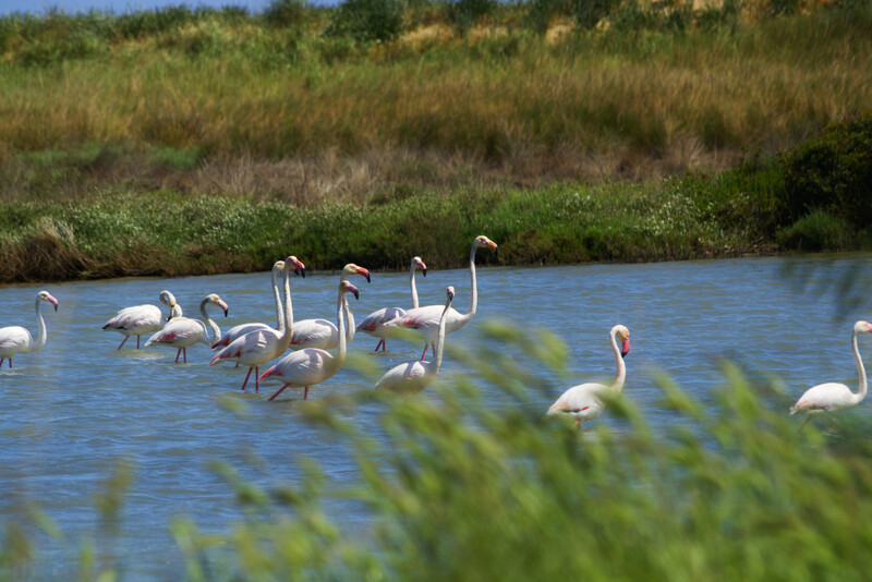 Sandstrand Spiaggia delle Saline di Punta della Contessa, Apulien