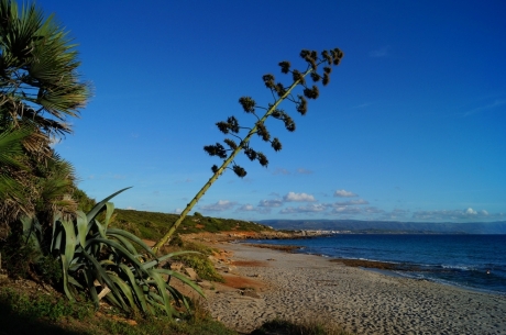 feiner Sandstrand Il Bombardino, Sardinien
