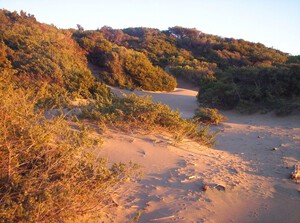 Spiaggia di Rimigliano, Sandstrand in der Toskana
