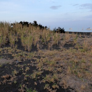 Spiaggia Scari, Sandstrand in Kalabrien