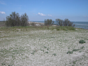 Ancona di Bellocchio, Sandstrand in Emilia-Romagna