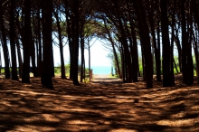 Naturstrand Cecina Süd, Sandstrand in der Toskana<p></p>